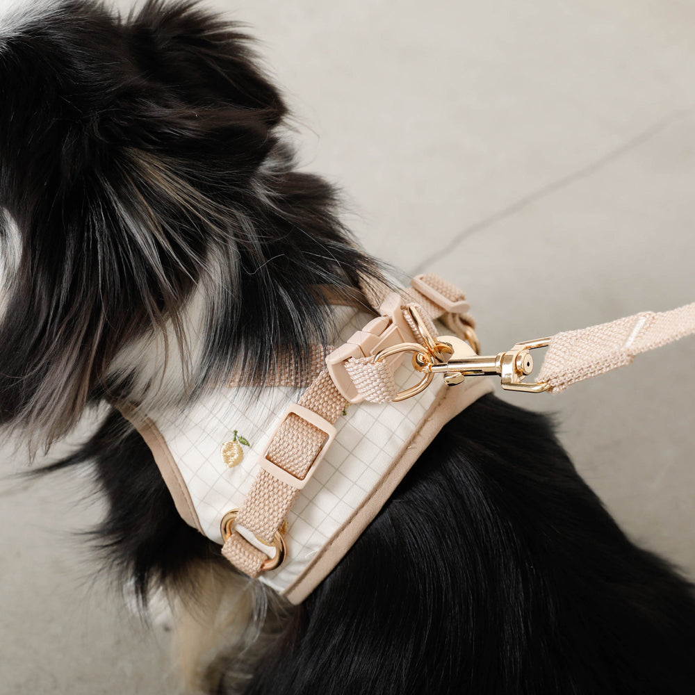 楽天市場】【期間限定20%OFF】moncheri モンシェリ 犬 ハーネス リード