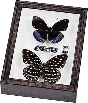 81X4Z3AD3VL._AC_UF350,