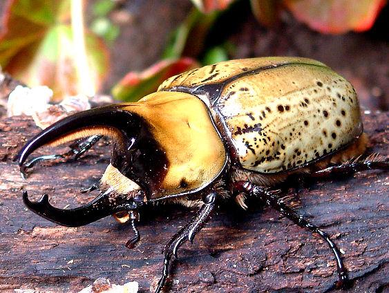 マヤシロカブトムシ写真集 成虫編
