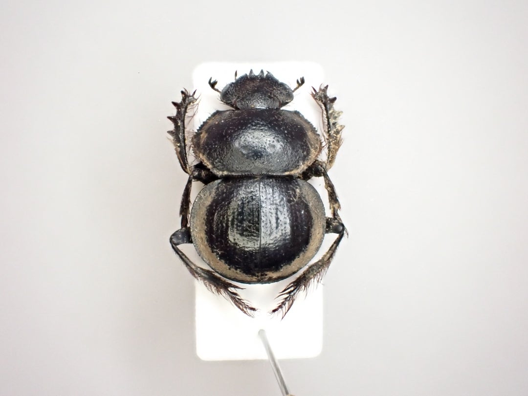 Scarabaeus 亜属 Pachysoma | 京の虫処 京虫庵
